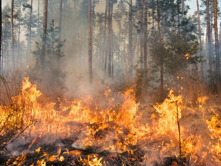 Newfoundland's largest wildfire in 60 years what the P&C industry