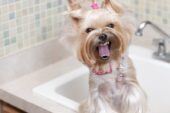 Brokers: Is your client’s dog “friendly?”