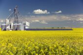 Insuring renewable resources in Canada: Global lessons