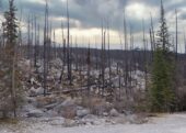 Alberta government pushing communities for more wildfire mitigation work