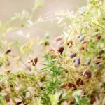 Prairie farmers, crops struggling with yearly droughts