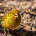 P&C insurers feeling like canaries in the coal mine on climate risk