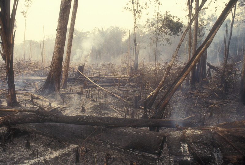 Smoke from widlfire in a forest that has burned down