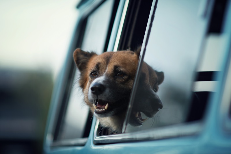 Golden Retriever inside a vehicle window.