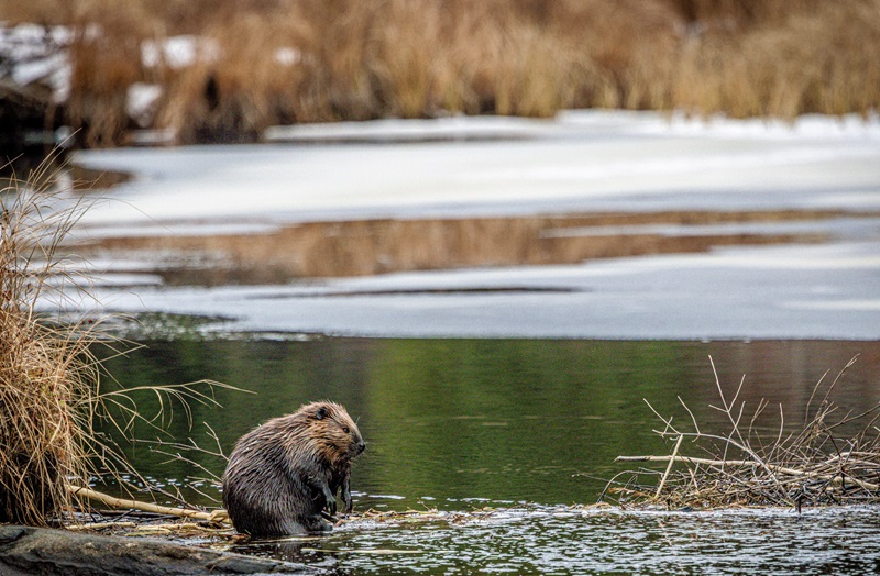 A beaver grooming itself by a pond in late fall - layers of ice starting to from on the water.