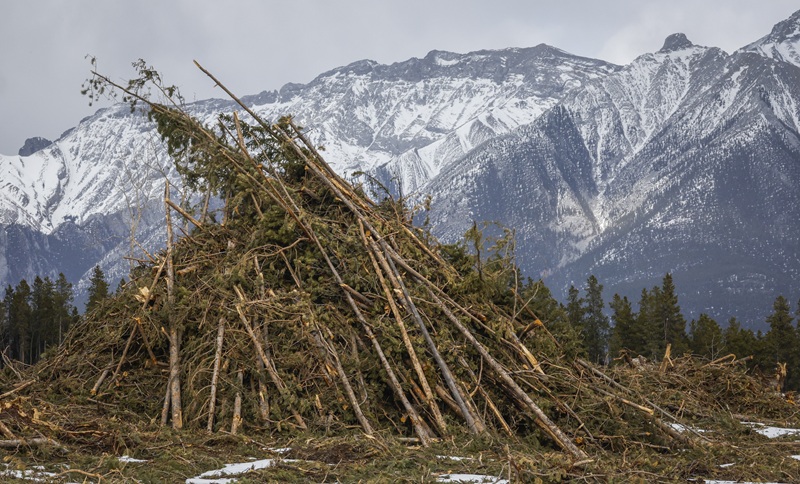 A clear cut fire break as part of wildfire mitigation steps in Canmore, Alta.