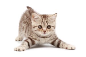 2026 Q1 Cat updates: When less is more Image