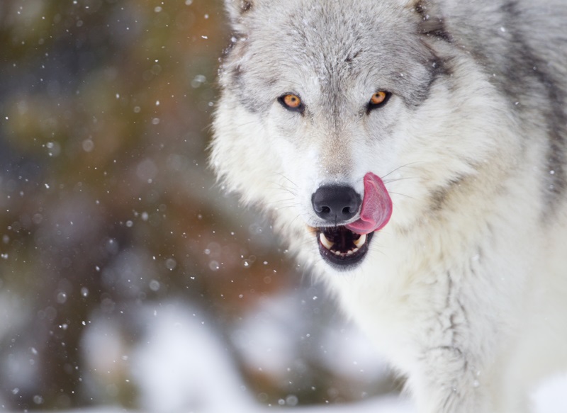 Gray Wolf in winter snow