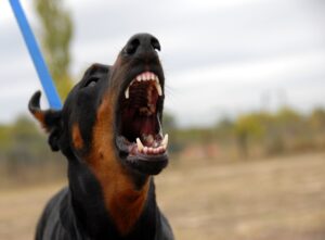 A homeowners’ dog bites the dog-walker. A liability riddle: Who owns the dog? Image